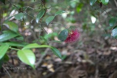 Syzygium laetum